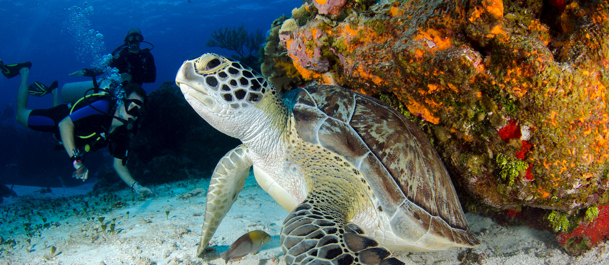 Sea Turtle Scuba Diving Koh Tao